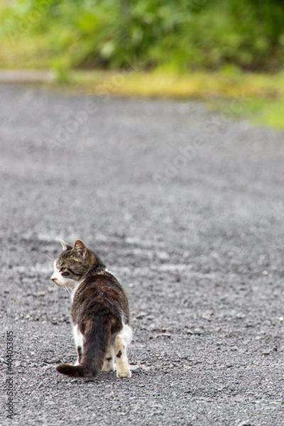 Obraz 子猫の歩み