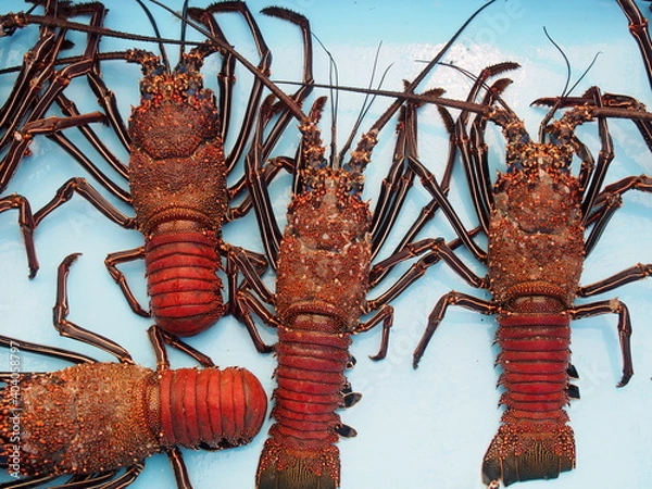 Obraz OLYMPUS DIGITAL CAMERA