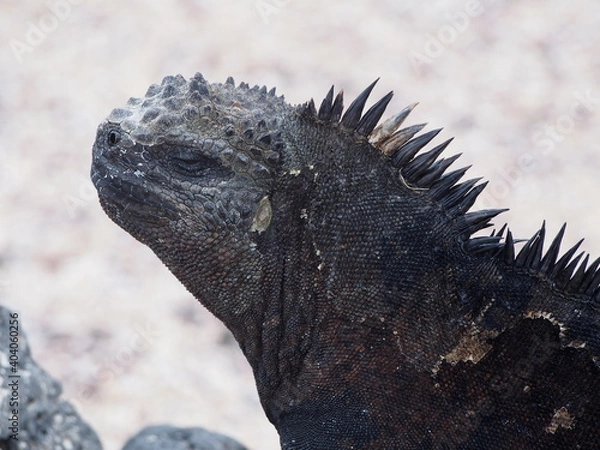 Obraz OLYMPUS DIGITAL CAMERA