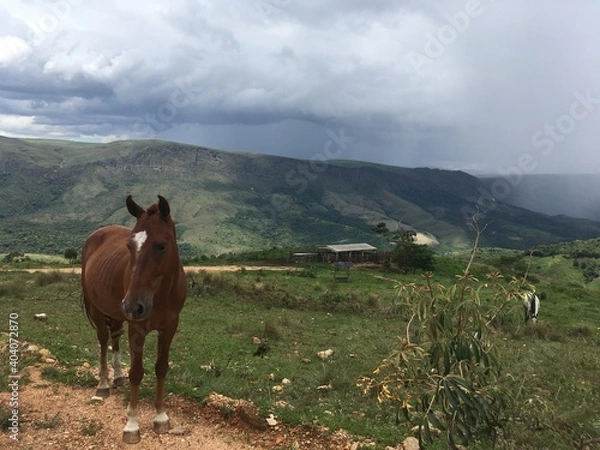 Obraz horses in the mountains