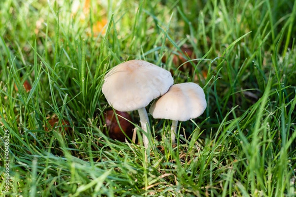 Obraz white fungus of wild grass with humidity Córdoba Argentina