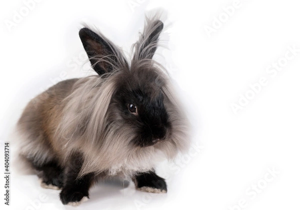 Obraz Dwarf Lionhead Rabbit
