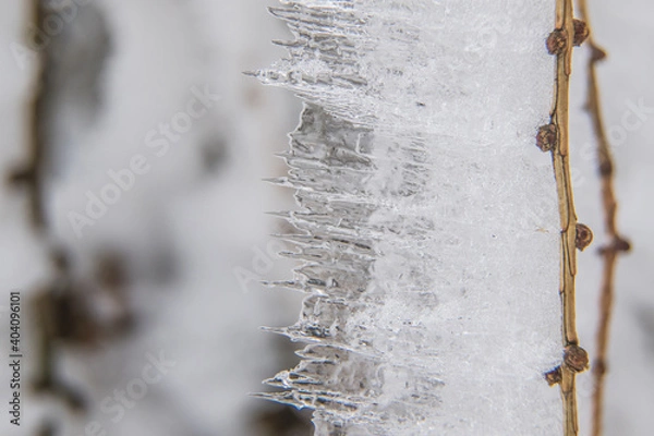 Obraz Ice icicles on a small tree.