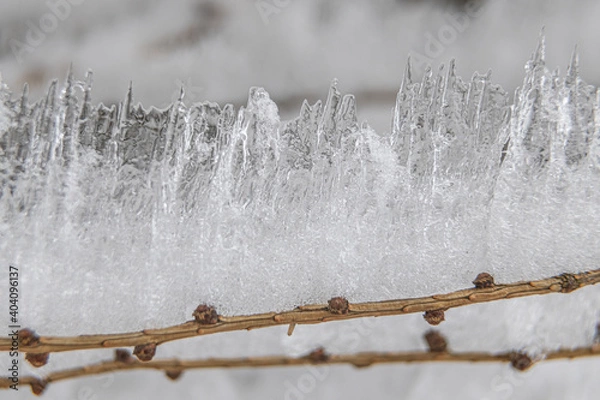 Obraz Ice icicles on a small tree.