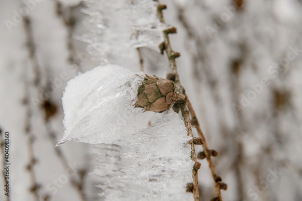 Obraz Ice icicles on a small tree.