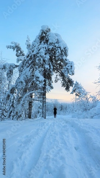 Obraz Snow covered tree
