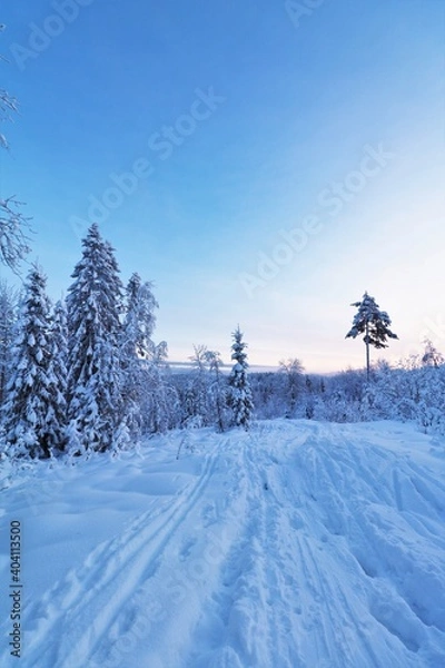 Obraz Snow covered trees