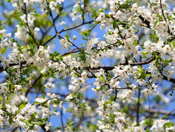 Obraz Cherry blossoms in full bloom