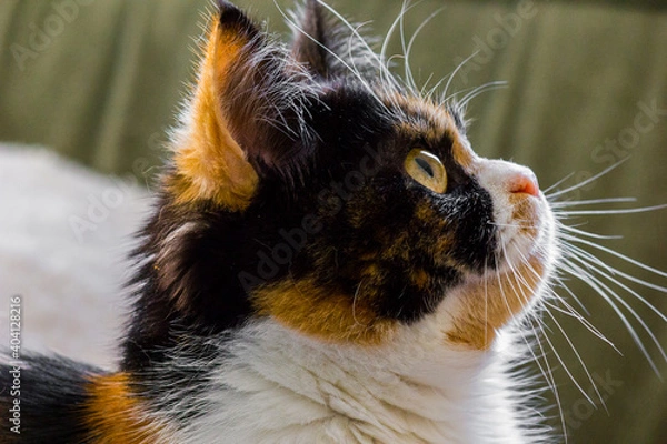 Obraz Portet Kot Perski Trikolor