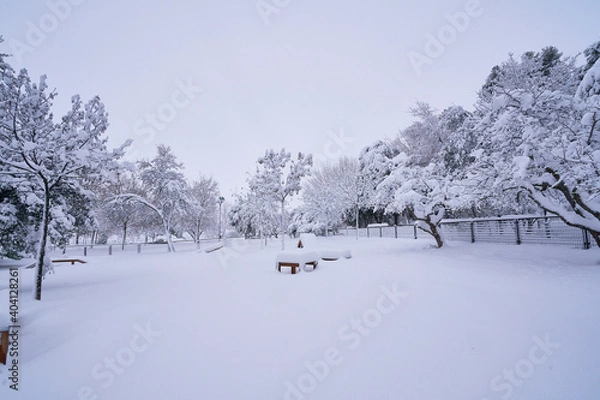 Obraz Nevada con arboles blancos 