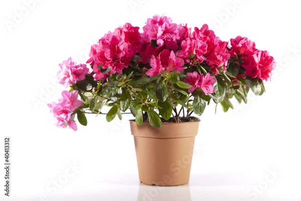 Obraz Flowers in a pot
