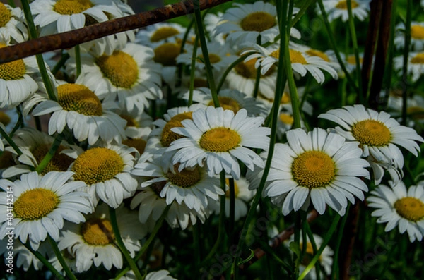 Fototapeta Photo of chamomile in the garden.