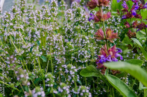 Fototapeta Photo of thyme in the garden with bees and bumblebees. Spices in the garden