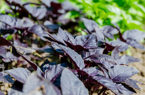 Fototapeta Basil green and purple in the garden. Photo of spicy herbs in a garden bed in summer