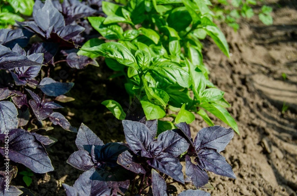 Fototapeta Basil green and purple in the garden. Photo of spicy herbs in a garden bed in summer
