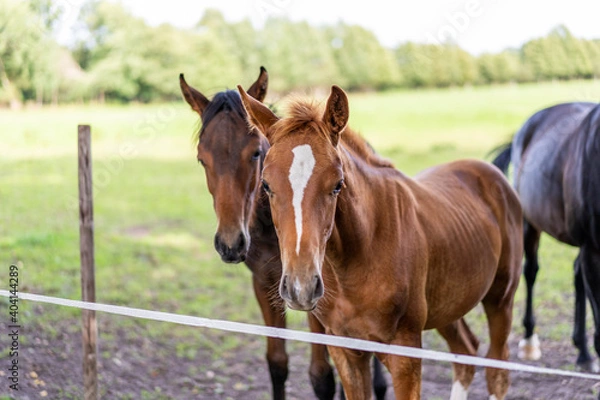 Fototapeta Pferde auf der Koppel