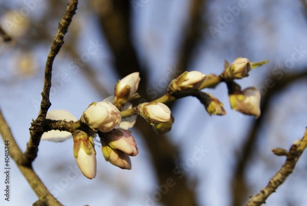 Obraz Flor almendro árbol, Mallorca, Islas Baleares