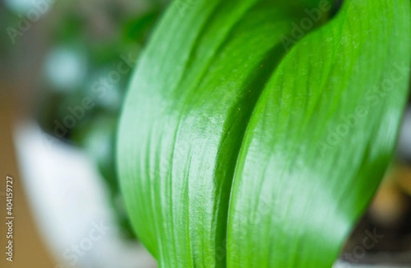 Obraz close-up of green leaf house plant room lily