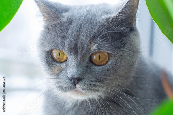 Obraz close-up of a beautiful scottish gray cat