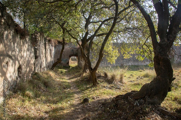Obraz tree in the forest