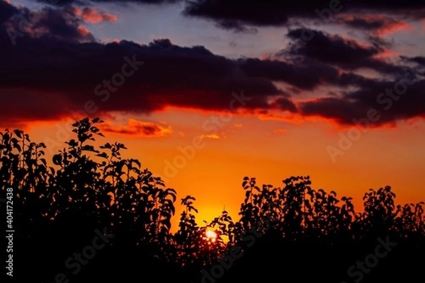 Obraz sunset in the field