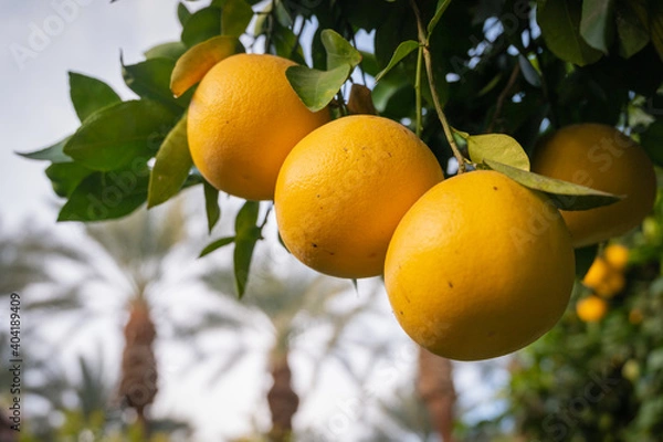 Fototapeta grapefruits on tree