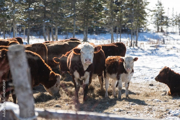 Obraz cows in the snow