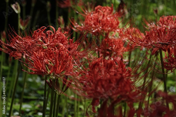 Fototapeta 彼岸花