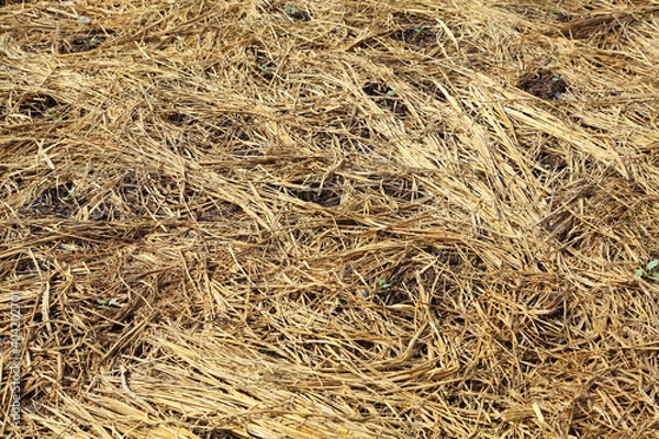 Fototapeta Background from yellow dry straw