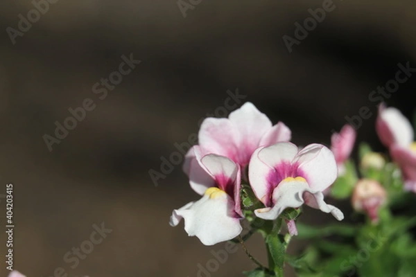 Obraz メネシア　メロウ　ピンクスワン