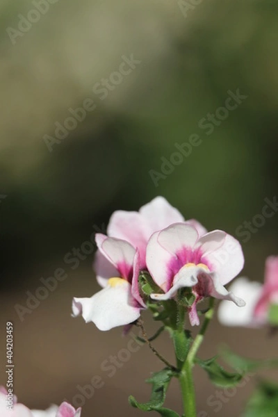 Obraz メネシア　メロウ　ピンクスワン