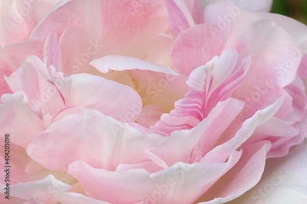 Fototapeta 八重のピンクのチューリップ