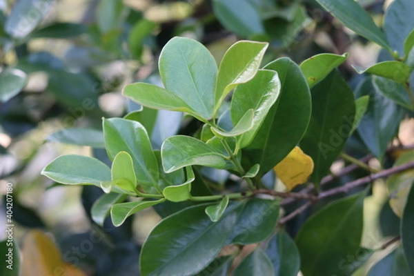 Fototapeta Closeup nature view of green leaf background
