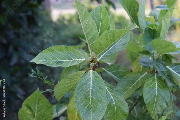 Fototapeta Closeup nature view of green leaf background
