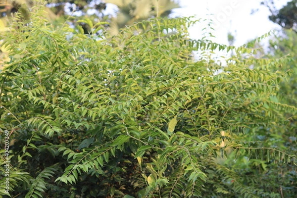 Fototapeta Closeup nature view of green leaf background

