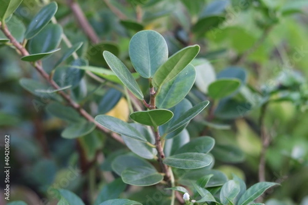 Fototapeta Closeup nature view of green leaf background
