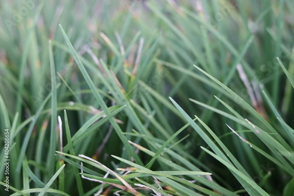 Fototapeta spring background or summer background with fresh grass
