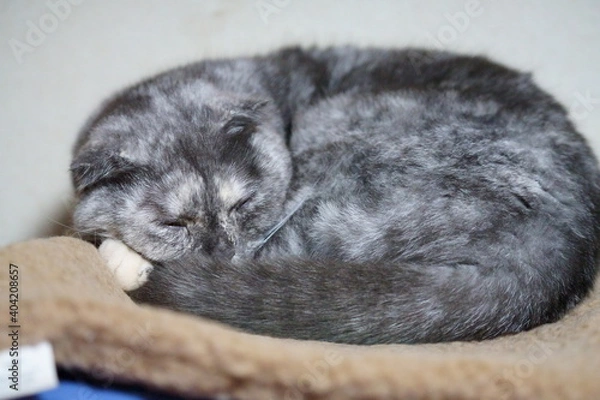 Fototapeta ねこ,スコティッシュフォールド,タビー