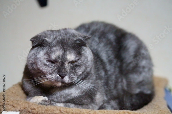 Fototapeta ねこ,スコティッシュフォールド,タビー