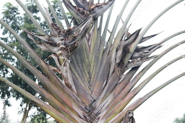 Fototapeta Palm trees