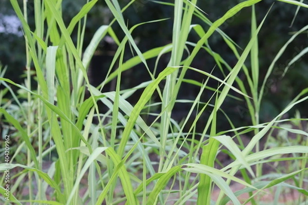Fototapeta spring background or summer background with fresh grass
