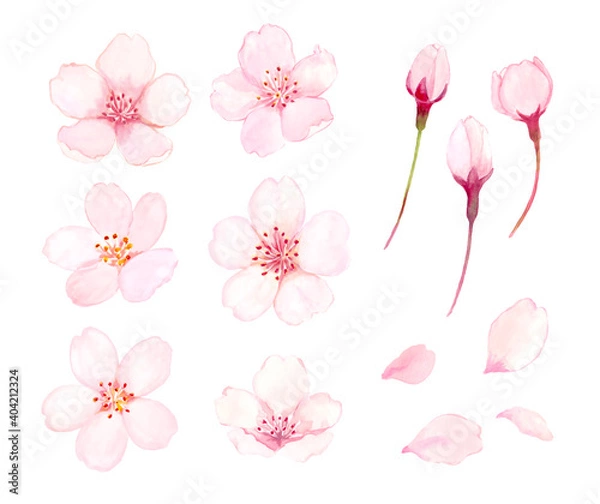 Fototapeta 桜の花　水彩イラスト