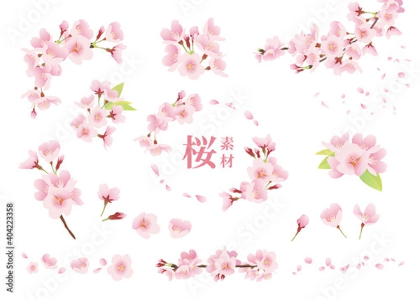 Fototapeta 桜の花 イラスト素材 ワンポイント、装飾、デザインパーツ（カラー、線なし、白背景）