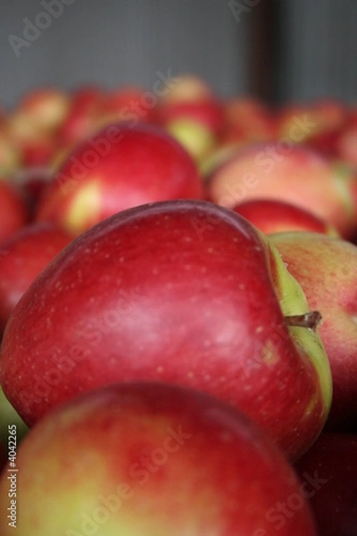 Obraz Braeburn apples freshly picked