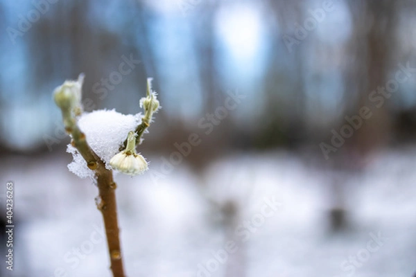 Obraz Blüte am Zweig mit Schnee bedeckt eigefroren im Winter
