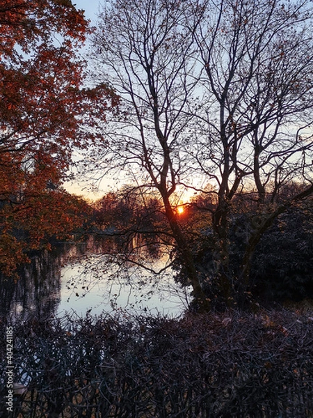 Fototapeta sunset in the forest