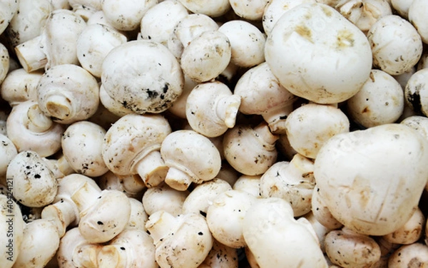 Obraz fresh mushroom champignon