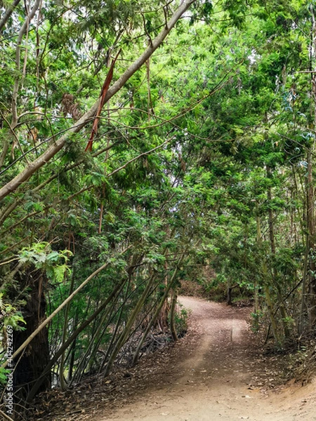 Fototapeta path in the forest