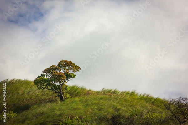 Fototapeta tree on the hill
