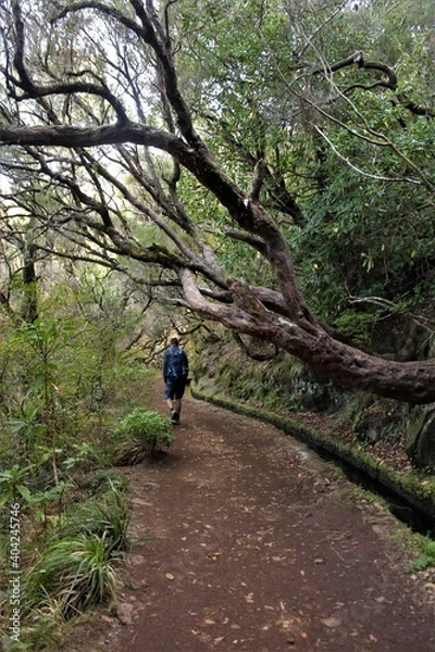 Obraz Levada Walk Hike to the 25 Fontes in Madeira, Portugal. Man walking in front